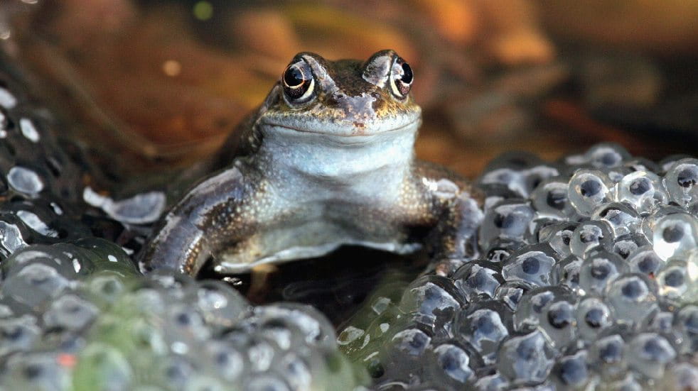frog with frogspawn